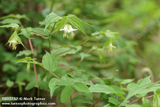 Hooker's Fairybell
