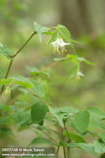 Hooker's Fairybell