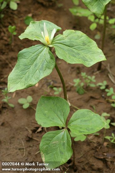Small-flowered Trilliums