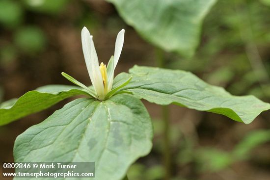 Small-flowered Trillium blossom & foliage