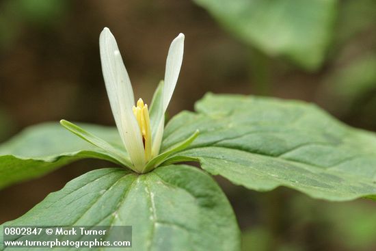 Small-flowered Trillium blossom & foliage