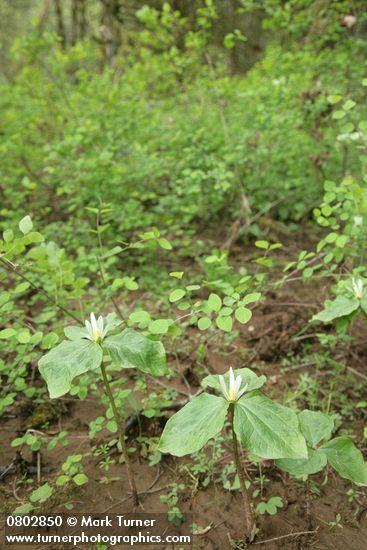Small-flowered Trilliums in habitat w/ Snowberries