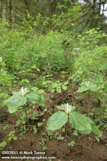 Small-flowered Trilliums in habitat w/ Snowberries