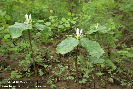 Small-flowered Trilliums in habitat w/ Snowberries