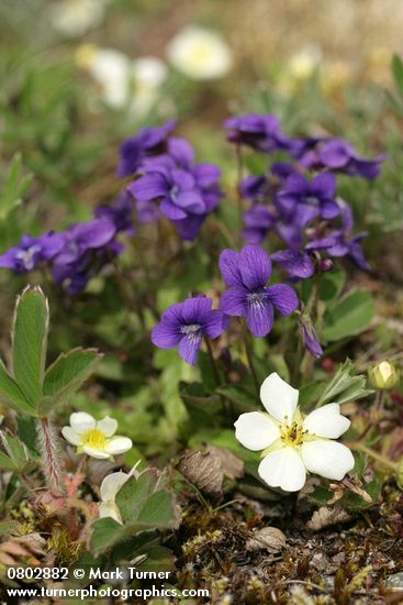 Fragaria virginiana