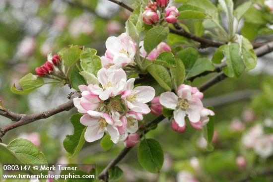 Domestic Apple blossoms & foliage