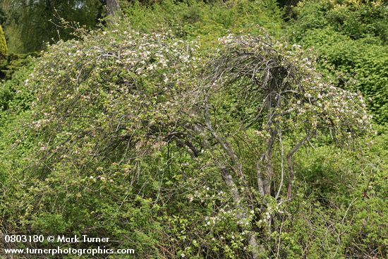 Shrubby Domestic Apple blooming among Nootka Roses