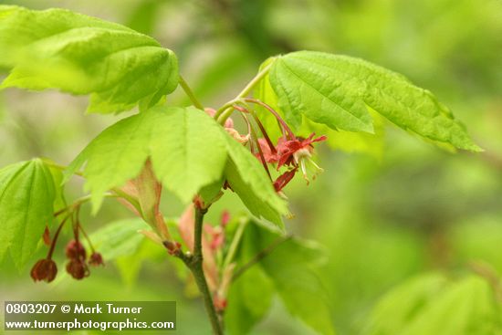 Vine Maple blossoms & foliage