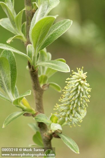 Sitka Willow new foliage & catkin detail