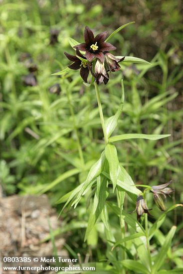 Black Lilies