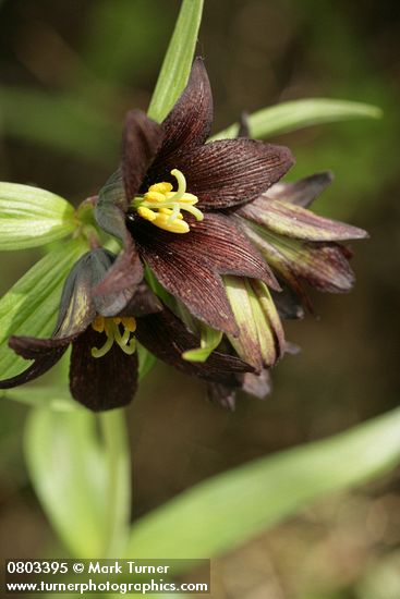 Black Lily blossom detail