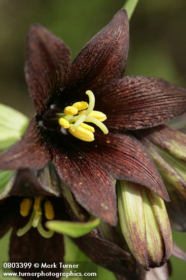 Black Lily blossom extreme detail