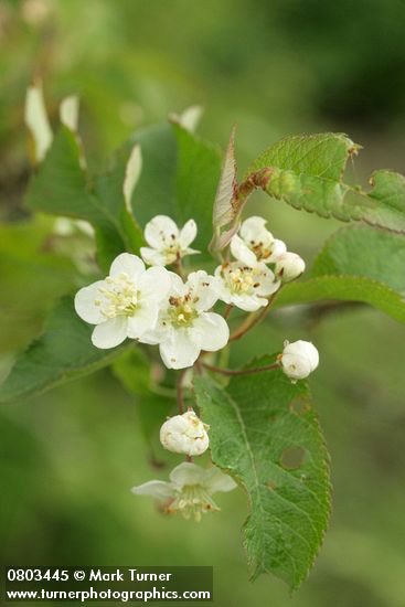 Pacific Crabapple blossoms & foliage
