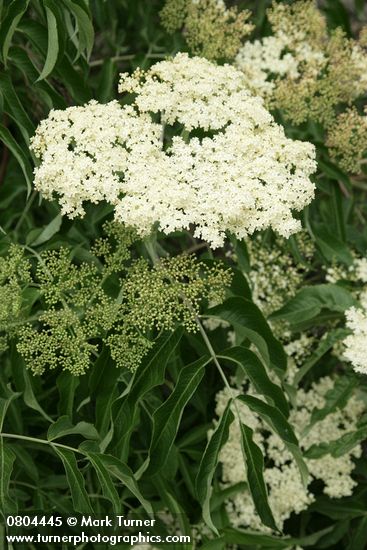 Blue Elderberry blossoms & foliage