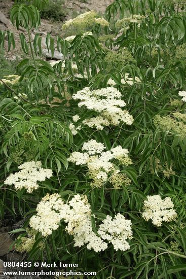 Blue Elderberry