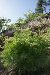 Suksdorf's Desert Parsley