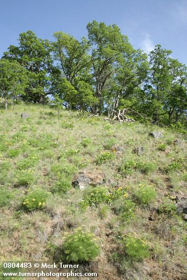 Lomatium suksdorfii