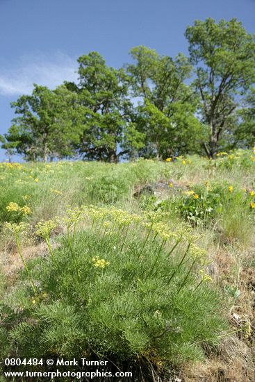Lomatium suksdorfii