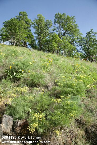 Lomatium suksdorfii