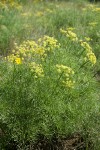 Suksdorf's Desert Parsley