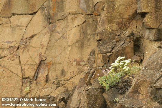 Eriogonum compositum