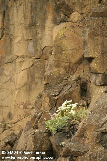 Eriogonum compositum