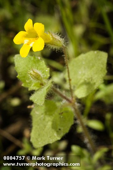 Erythranthe floribunda