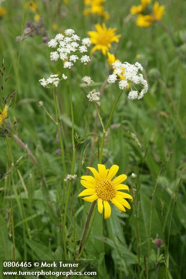 Wyethia angustifolia