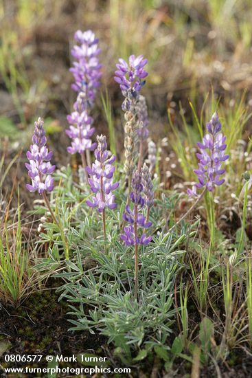 Lupinus lepidus var. lepidus