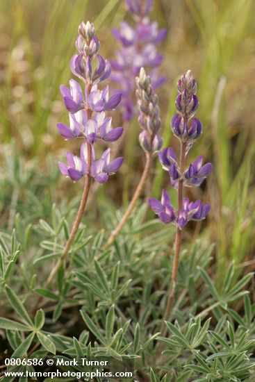 Lupinus lepidus var. lepidus