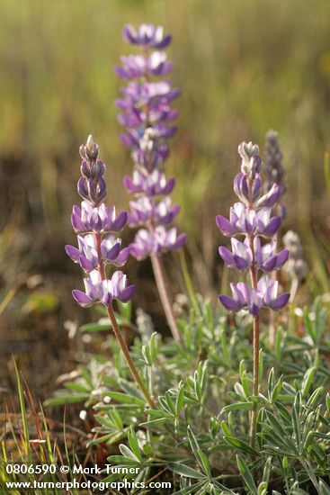Lupinus lepidus var. lepidus