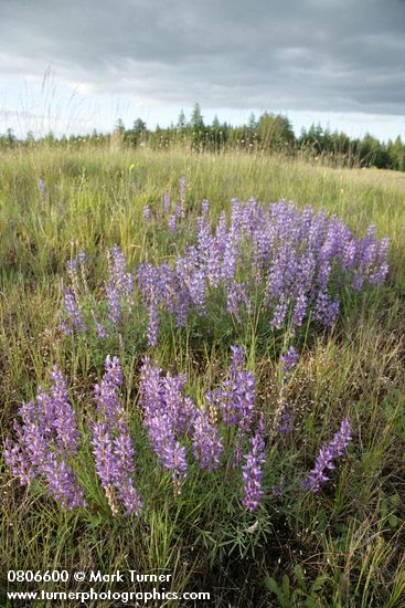Lupinus lepidus var. lepidus