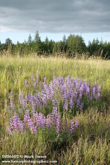 Lupinus lepidus var. lepidus