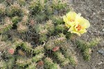Brittle Prickly Pear Cactus