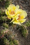 Brittle Prickly Pear Cactus