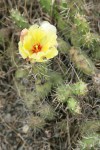 Brittle Prickly Pear Cactus