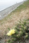 Brittle Prickly Pear Cactus w/ beach soft bkgnd