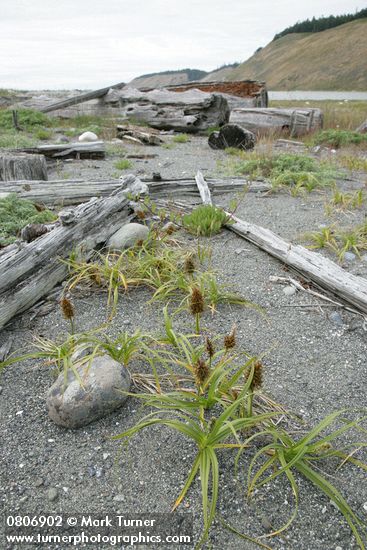 Large-headed (Bighead) Sedge on sandy beach w/ male (fgnd) & female inflorescences