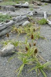 Large-headed (Bighead) Sedge on sandy beach w/ male (fgnd) & female inflorescences