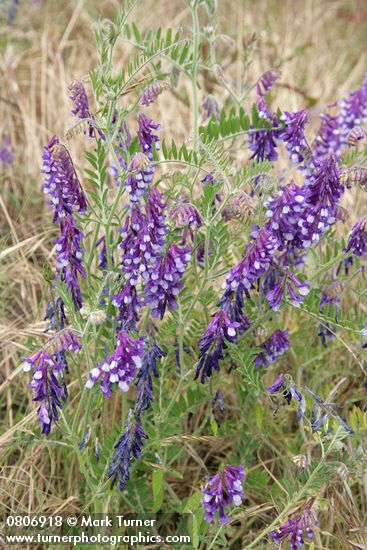 Woolly Vetch