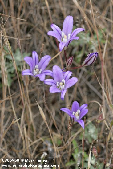 Harvest Brodiaea
