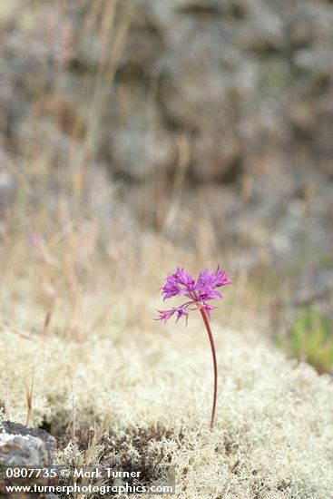 Allium acuminatum