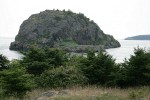 Nootka Roses w/ wind-stunted Douglas-firs, Castle Island bkgnd