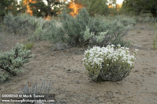 Granite Prickly-phlox on sandy soil among Sagebrush