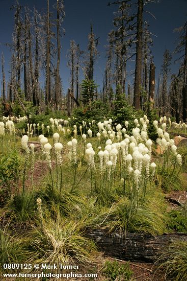 Xerophyllum tenax