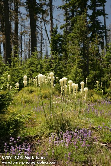 Xerophyllum tenax