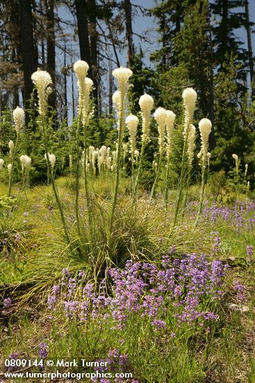 Xerophyllum tenax