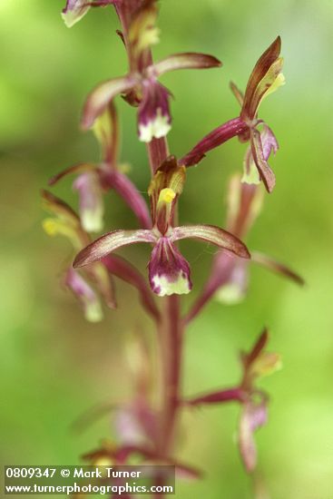 Corallorhiza mertensiana