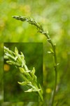 Few-flowered Bog Orchid