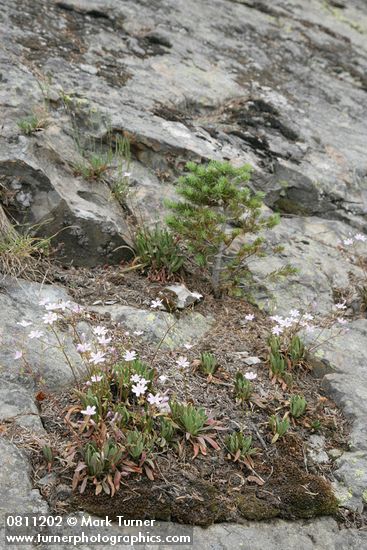Lewisia columbiana
